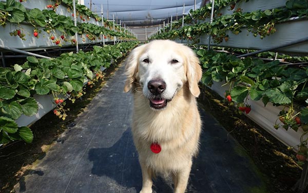 「慶豐高架草莓園」Blog遊記的精采圖片